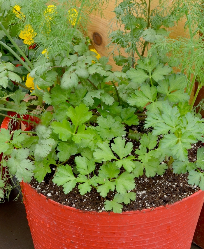 'Mixed Herb Container' - Herb from Tidal Roots Garden Center 'Mixed Herb Container' - Herb from Tidal Roots Garden Center