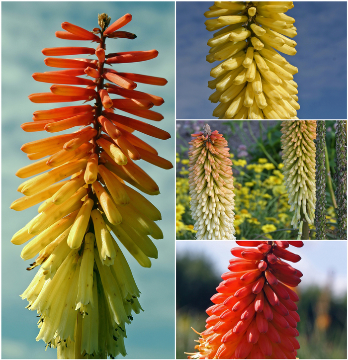 'Multiple Varieties' Red Hot Poker - Kniphofia from Tidal Roots Garden Center 'Multiple Varieties' Red Hot Poker - Kniphofia from Tidal Roots Garden Center