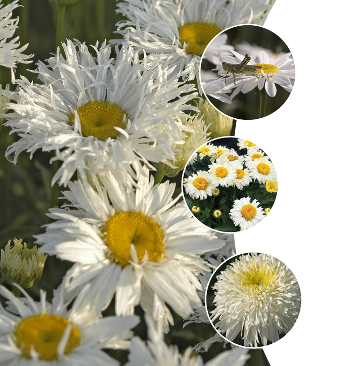 'Multiple Varieties' Shasta Daisy - Leucanthemum x superbum from Tidal Roots Garden Center 'Multiple Varieties' Shasta Daisy - Leucanthemum x superbum from Tidal Roots Garden Center