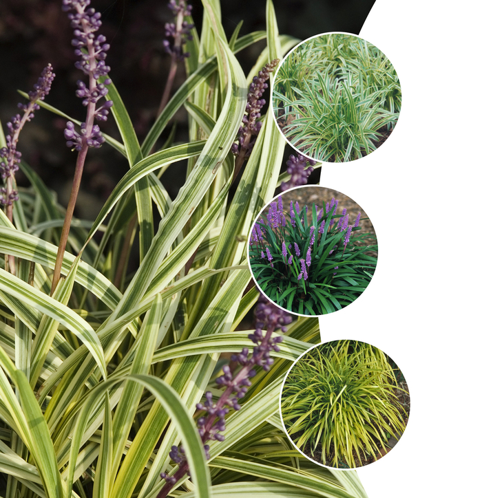 'Multiple Varieties' Lily-turf - Liriope from Tidal Roots Garden Center 'Multiple Varieties' Lily-turf - Liriope from Tidal Roots Garden Center