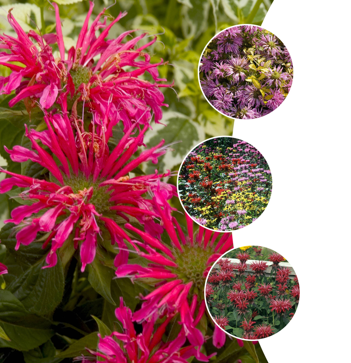 'Multiple Varieties' Bee Balm - Monarda from Tidal Roots Garden Center