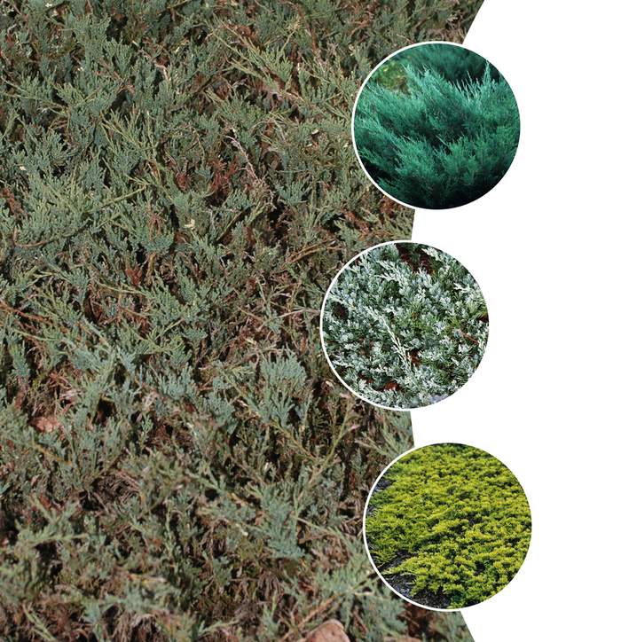 'Groundcover Juniper' - Juniperus horizontalis from Tidal Roots Garden Center 'Groundcover Juniper' - Juniperus horizontalis from Tidal Roots Garden Center