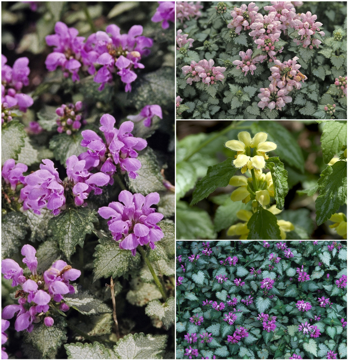 'Multiple Varieties' Deadnettle - Lamium from Tidal Roots Garden Center 'Multiple Varieties' Deadnettle - Lamium from Tidal Roots Garden Center