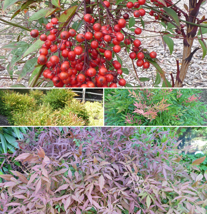'Multiple Varieties' - Nandina from Tidal Roots Garden Center