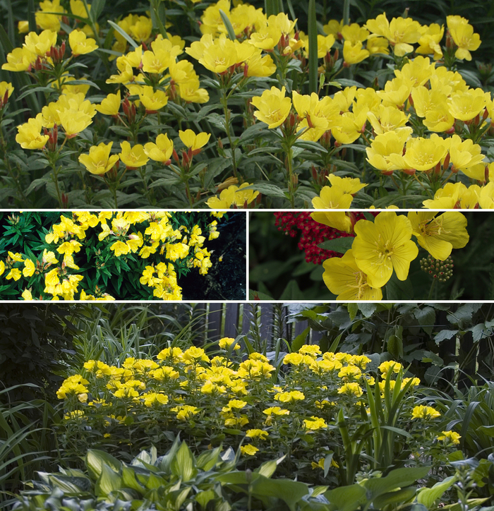 'Multiple Varieties' Sundrops - Oenothera from Tidal Roots Garden Center 'Multiple Varieties' Sundrops - Oenothera from Tidal Roots Garden Center