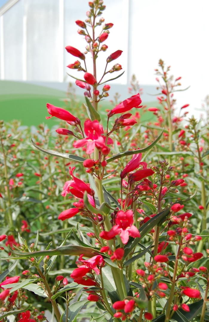 'Red Riding Hood' Beardtongue - Penstemon schmidel from Tidal Roots Garden Center