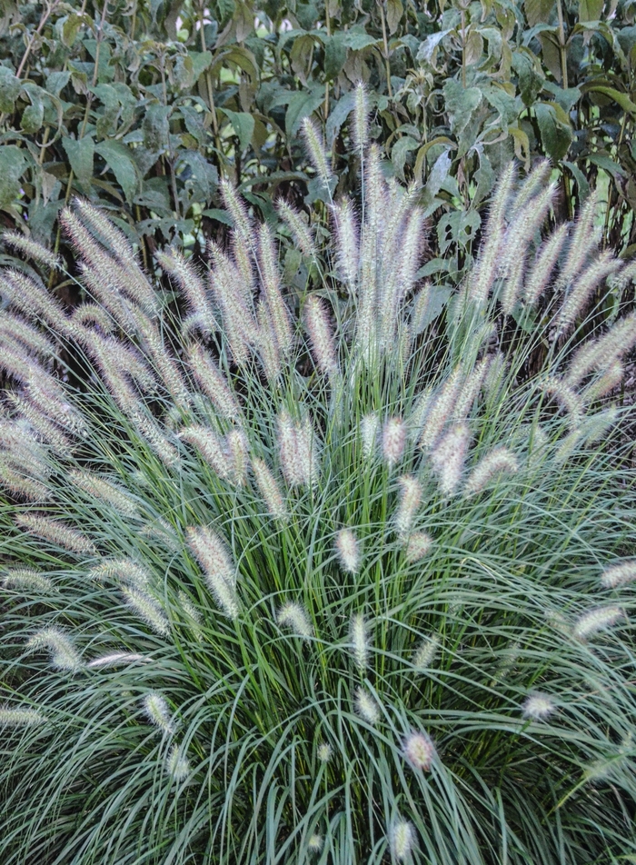 'Hameln' Dwarf Fountain Grass - Pennisetum alopecuroides from Tidal Roots Garden Center 'Hameln' Dwarf Fountain Grass - Pennisetum alopecuroides from Tidal Roots Garden Center