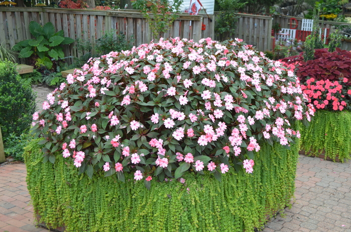 SunPatiens® Blush Pink - Impatiens from Tidal Roots Garden Center
