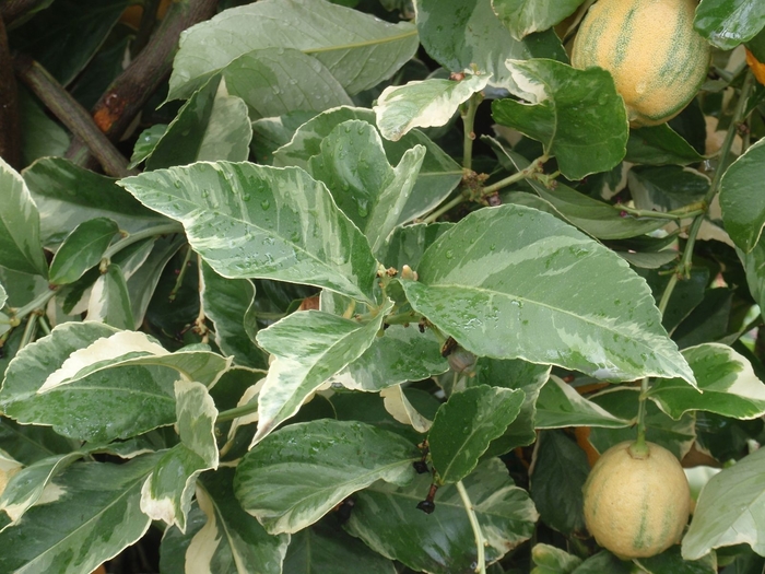 'Pink Lemonade' Lemon Tree - Citrus limon from Tidal Roots Garden Center