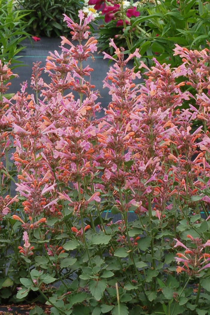 Kudos™ 'Ambrosia' - Agastache (Hummingbird mint) from Tidal Roots Garden Center Kudos™ 'Ambrosia' - Agastache (Hummingbird mint) from Tidal Roots Garden Center