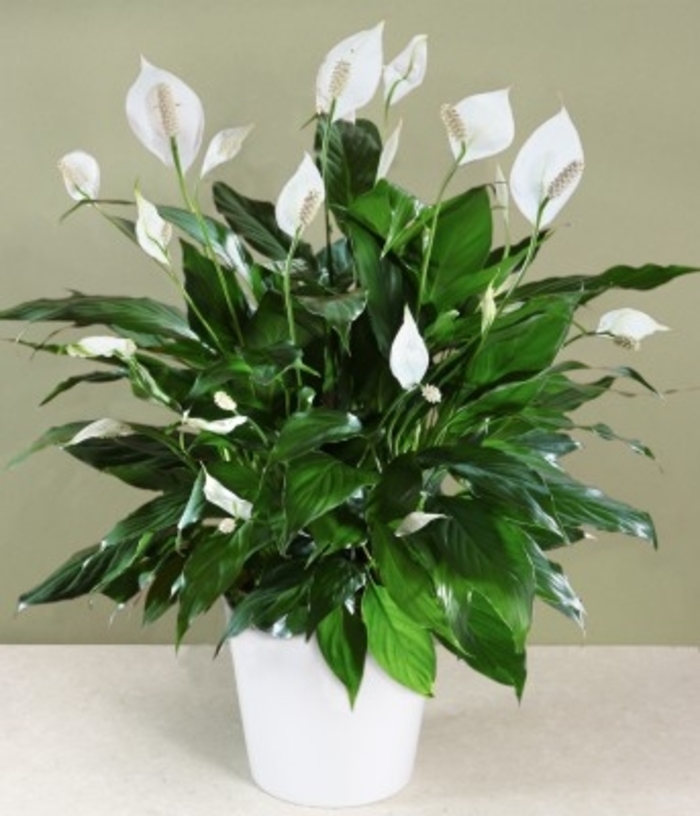 'Mojo™' Peace Lily - Spathiphyllum from Tidal Roots Garden Center 'Mojo™' Peace Lily - Spathiphyllum from Tidal Roots Garden Center