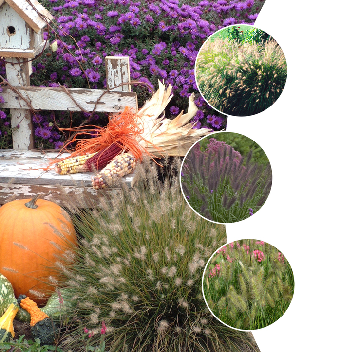 'Multiple Varieties' Ornamental Grass - Pennisetum from Tidal Roots Garden Center 'Multiple Varieties' Ornamental Grass - Pennisetum from Tidal Roots Garden Center