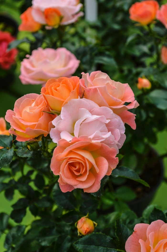 'Peach Drift®' Rose - Rosa from Tidal Roots Garden Center 'Peach Drift®' Rose - Rosa from Tidal Roots Garden Center