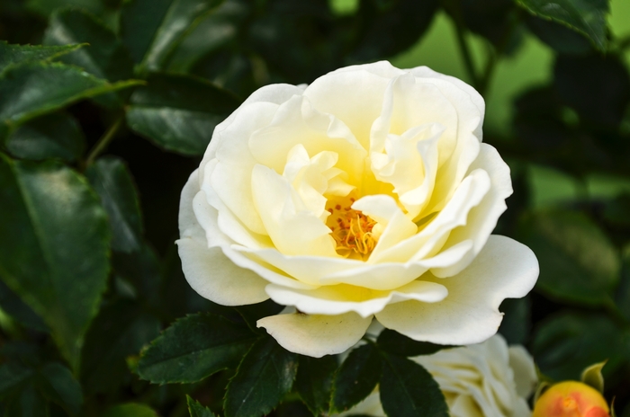 'Popcorn Drift®' Rose - Rosa from Tidal Roots Garden Center 'Popcorn Drift®' Rose - Rosa from Tidal Roots Garden Center