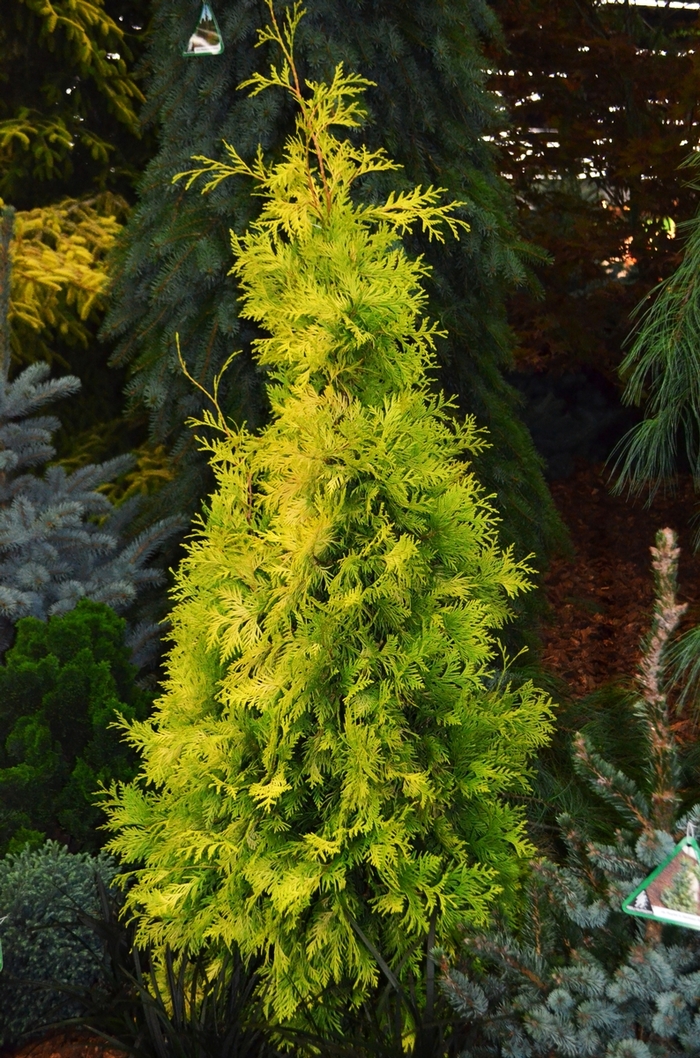 'Yellow Ribbon' Arborvitae - Thuja occidentalis from Tidal Roots Garden Center 'Yellow Ribbon' Arborvitae - Thuja occidentalis from Tidal Roots Garden Center