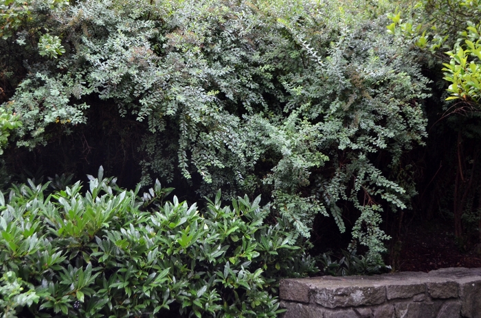 'Snowmound' Spirea - Spiraea nipponica from Tidal Roots Garden Center 'Snowmound' Spirea - Spiraea nipponica from Tidal Roots Garden Center