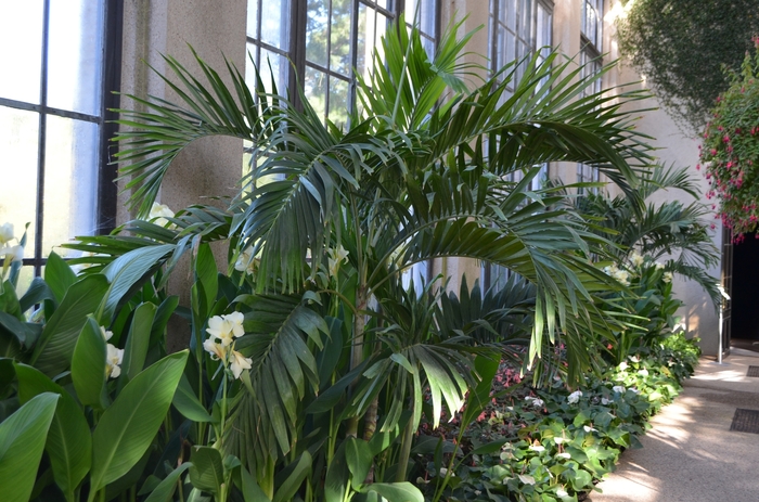 Christmas Palm - Adonidia merrillii from Tidal Roots Garden Center Christmas Palm - Adonidia merrillii from Tidal Roots Garden Center