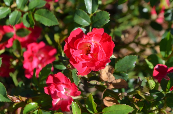'Red Drift®' Rose - Rosa from Tidal Roots Garden Center 'Red Drift®' Rose - Rosa from Tidal Roots Garden Center