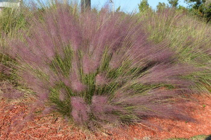 Muhlygrass - Muhlenbergia capillaris from Tidal Roots Garden Center Muhlygrass - Muhlenbergia capillaris from Tidal Roots Garden Center