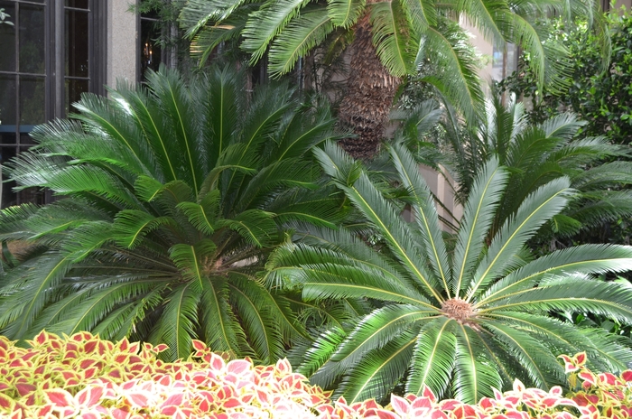 Sago Palm - Cycas revoluta from Tidal Roots Garden Center Sago Palm - Cycas revoluta from Tidal Roots Garden Center