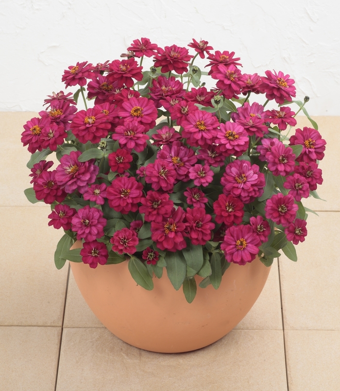 Profusion 'Double Hot Cherry' - Zinnia from Tidal Roots Garden Center Profusion 'Double Hot Cherry' - Zinnia from Tidal Roots Garden Center