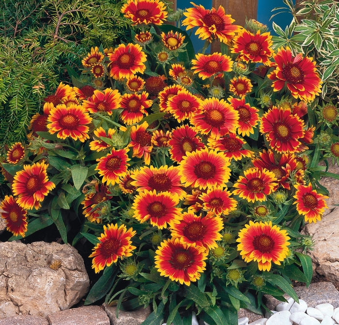 'Arizona Sun' Blanket Flower - Gaillardia from Tidal Roots Garden Center 'Arizona Sun' Blanket Flower - Gaillardia from Tidal Roots Garden Center
