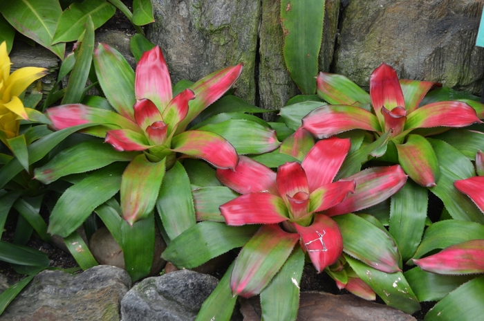 'Green Apples' Bromeliad - Neoregelia from Tidal Roots Garden Center 'Green Apples' Bromeliad - Neoregelia from Tidal Roots Garden Center