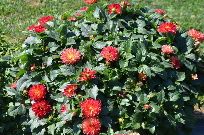 'Hypnotica® Tequila Sunrise' - Dahlia from Tidal Roots Garden Center 'Hypnotica® Tequila Sunrise' - Dahlia from Tidal Roots Garden Center