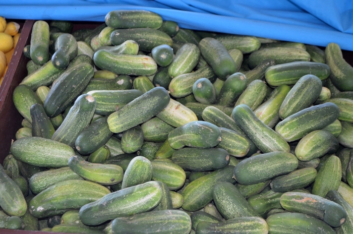 Pickling Cucumber - Cucumis sativus from Tidal Roots Garden Center Pickling Cucumber - Cucumis sativus from Tidal Roots Garden Center
