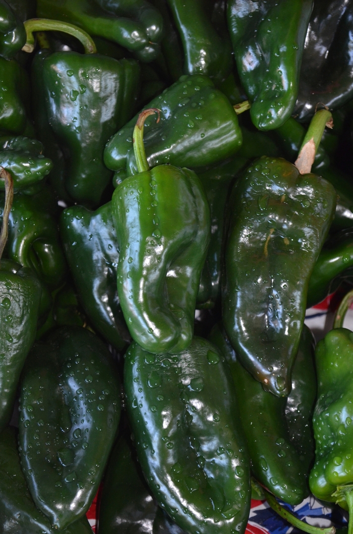 'Poblano' Chile Pepper - Capsicum annuum from Tidal Roots Garden Center 'Poblano' Chile Pepper - Capsicum annuum from Tidal Roots Garden Center