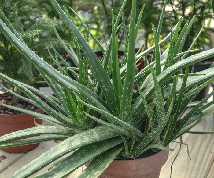 Aloe vera - Aloe barbadensis from Tidal Roots Garden Center Aloe vera - Aloe barbadensis from Tidal Roots Garden Center