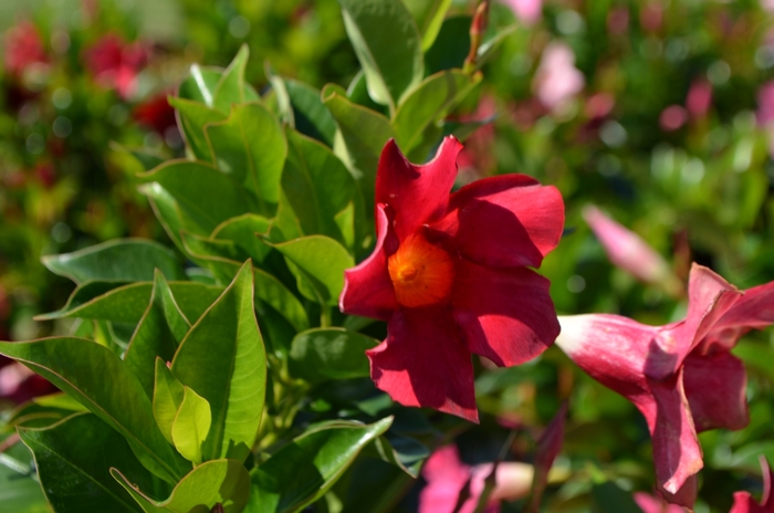 'Rio™ Deep Red' - Dipladenia from Tidal Roots Garden Center 'Rio™ Deep Red' - Dipladenia from Tidal Roots Garden Center