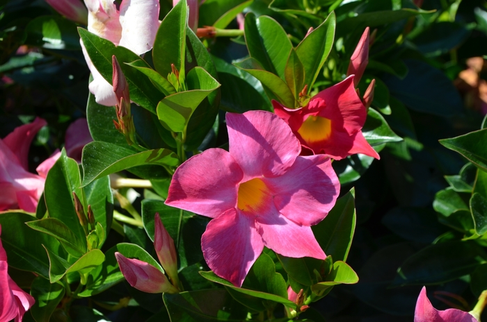 'Rio™ Pink' - Dipladenia from Tidal Roots Garden Center 'Rio™ Pink' - Dipladenia from Tidal Roots Garden Center
