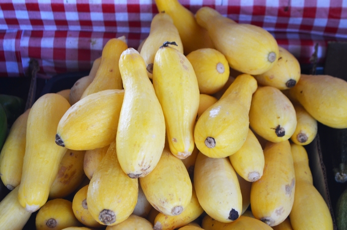 'Straightneck' Summer Squash - Cucurbita pepo from Tidal Roots Garden Center