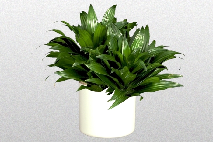 'Green Jewel' Corn Plant - Dracaena deremensis from Tidal Roots Garden Center 'Green Jewel' Corn Plant - Dracaena deremensis from Tidal Roots Garden Center