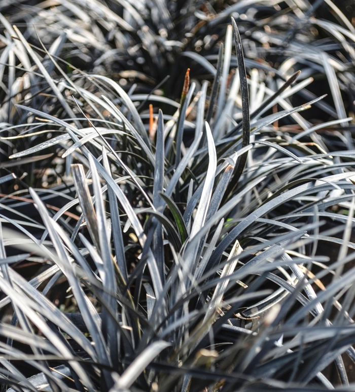 'Nigrescens' Black Mondo Grass - Ophiopogon planiscapus from Tidal Roots Garden Center 'Nigrescens' Black Mondo Grass - Ophiopogon planiscapus from Tidal Roots Garden Center