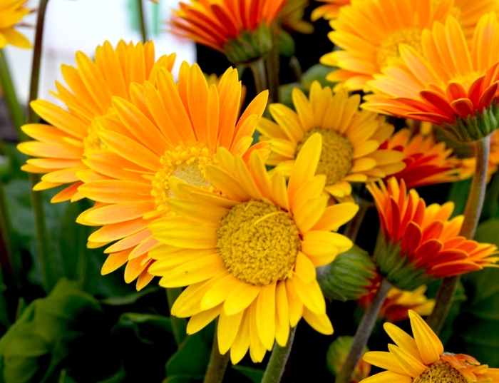 Garvinea® 'Sweet Honey' - Gerbera (Gerbera Daisy) from Tidal Roots Garden Center Garvinea® 'Sweet Honey' - Gerbera (Gerbera Daisy) from Tidal Roots Garden Center