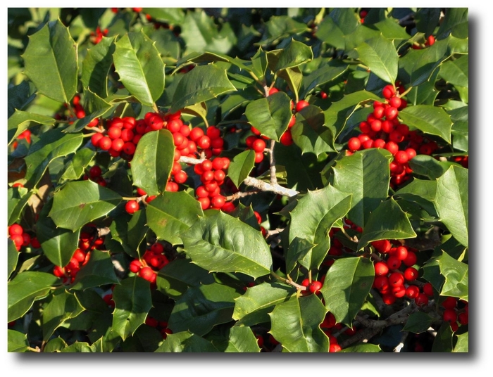 'Festive™' Red Holly - Ilex from Tidal Roots Garden Center 'Festive™' Red Holly - Ilex from Tidal Roots Garden Center