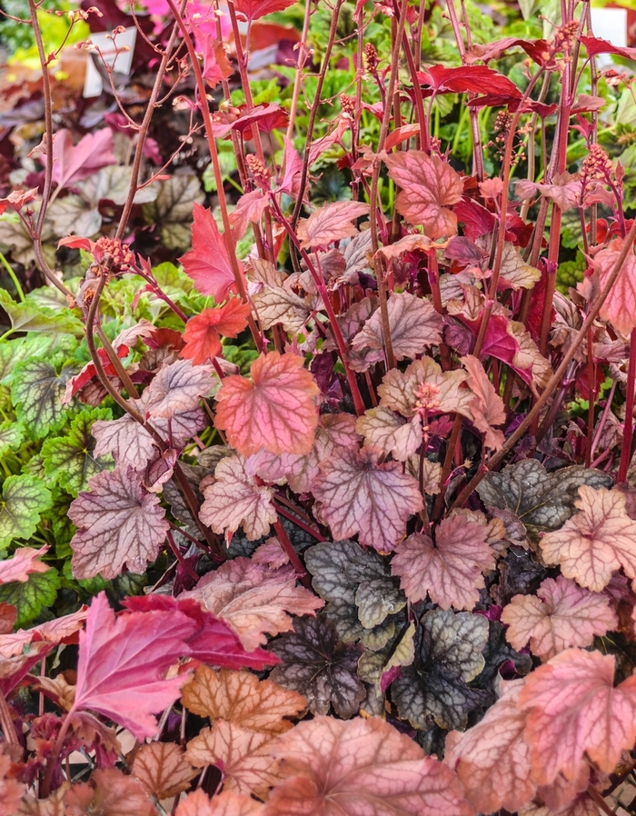 'Carnival Watermelon' Coral Bells - Heuchera from Tidal Roots Garden Center 'Carnival Watermelon' Coral Bells - Heuchera from Tidal Roots Garden Center