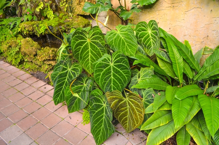 Queen of Hearts - Homalomena rubescens from Tidal Roots Garden Center Queen of Hearts - Homalomena rubescens from Tidal Roots Garden Center
