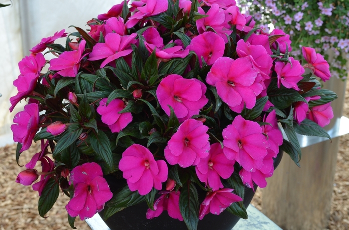 'Magnum Blue' New Guinea Impatiens - Impatiens from Tidal Roots Garden Center