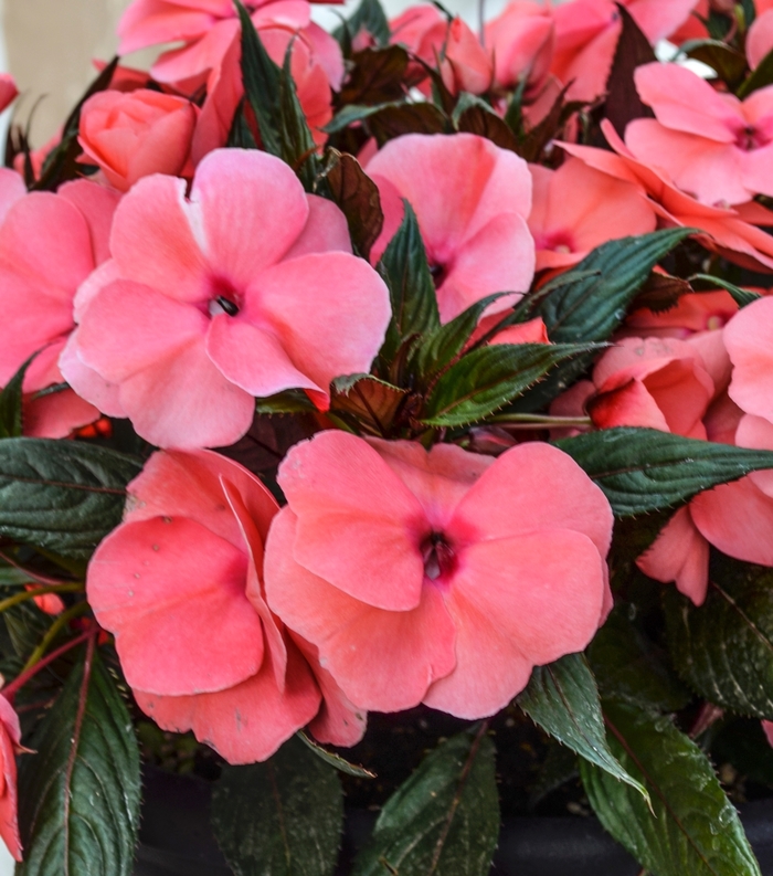 'Magnum Salmon' New Guinea Impatiens - Impatiens from Tidal Roots Garden Center 'Magnum Salmon' New Guinea Impatiens - Impatiens from Tidal Roots Garden Center