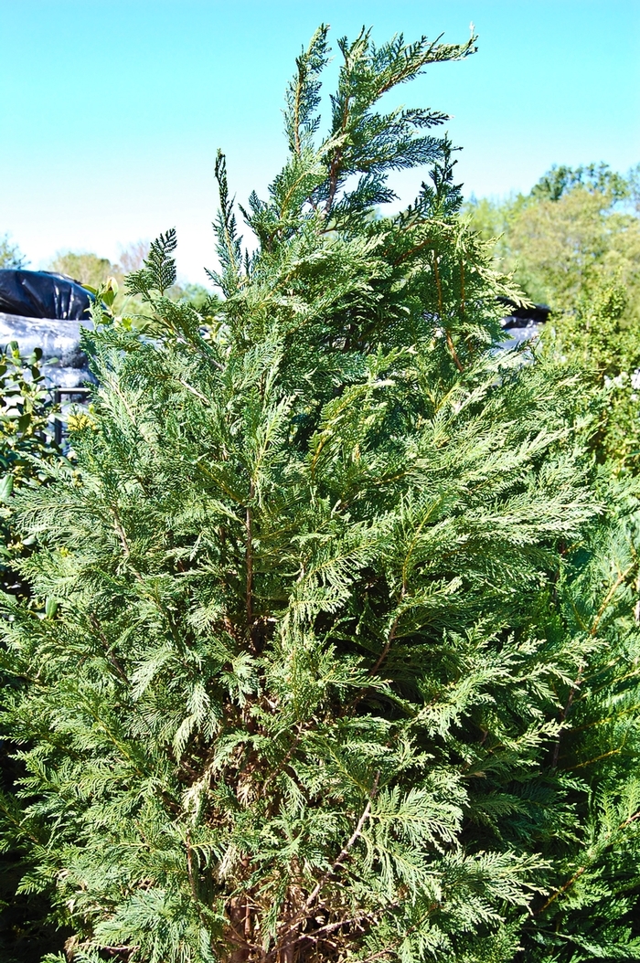 Leyland Cypress - Cupressocyparis leylandii from Tidal Roots Garden Center Leyland Cypress - Cupressocyparis leylandii from Tidal Roots Garden Center