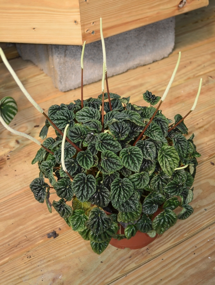 Radiator Plant - Peperomia caperata from Tidal Roots Garden Center Radiator Plant - Peperomia caperata from Tidal Roots Garden Center