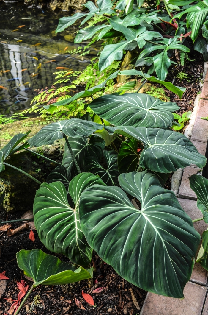 Velvet Leaf Philodendron - Philodendron gloriosum from Tidal Roots Garden Center Velvet Leaf Philodendron - Philodendron gloriosum from Tidal Roots Garden Center
