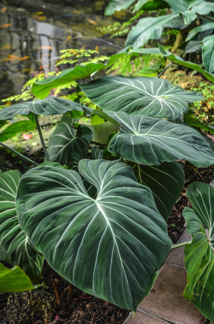 Velvet Leaf Philodendron - Philodendron gloriosum from Tidal Roots Garden Center Velvet Leaf Philodendron - Philodendron gloriosum from Tidal Roots Garden Center