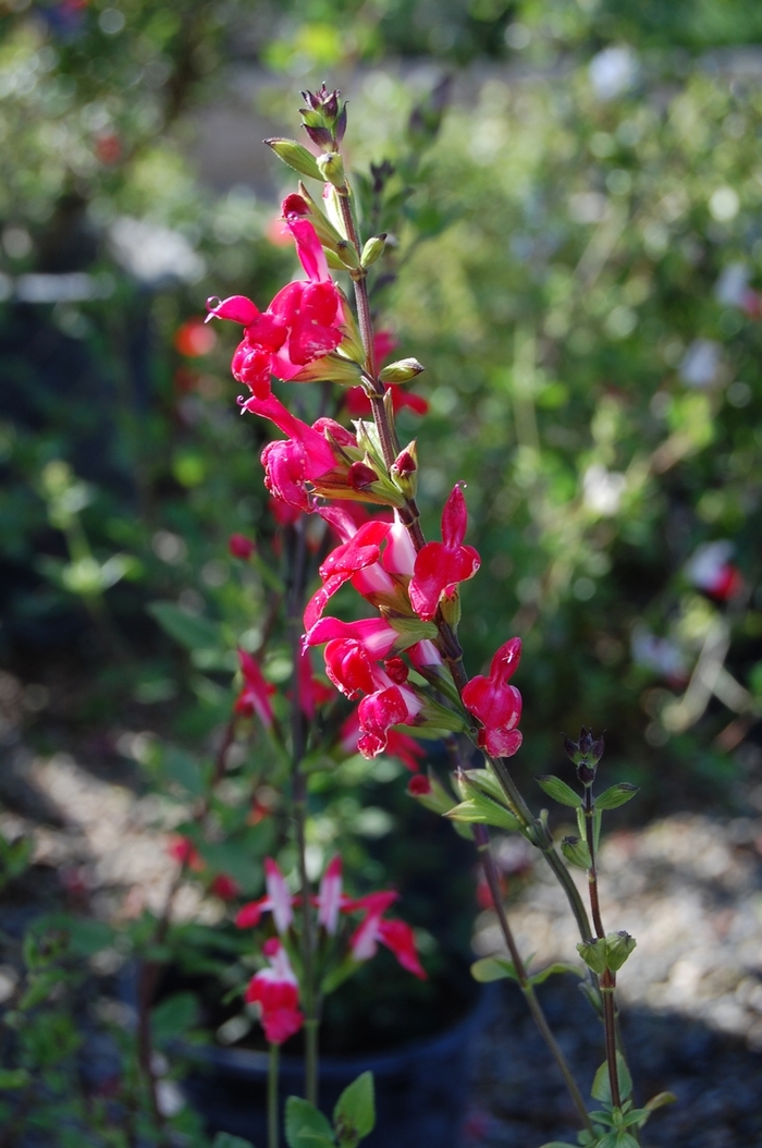 'Hot Lips' Sage - Salvia microphylla from Tidal Roots Garden Center 'Hot Lips' Sage - Salvia microphylla from Tidal Roots Garden Center