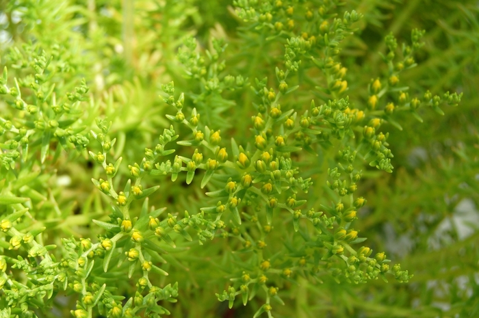 'Lemon Ball' Stonecrop - Sedum mexicanum from Tidal Roots Garden Center 'Lemon Ball' Stonecrop - Sedum mexicanum from Tidal Roots Garden Center