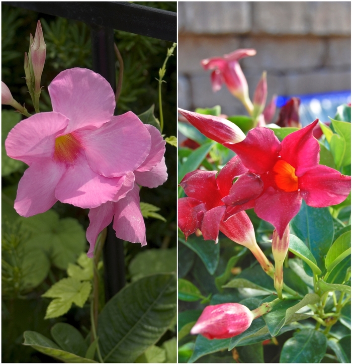 'Multiple Varieties' - Mandevilla sanderi from Tidal Roots Garden Center 'Multiple Varieties' - Mandevilla sanderi from Tidal Roots Garden Center