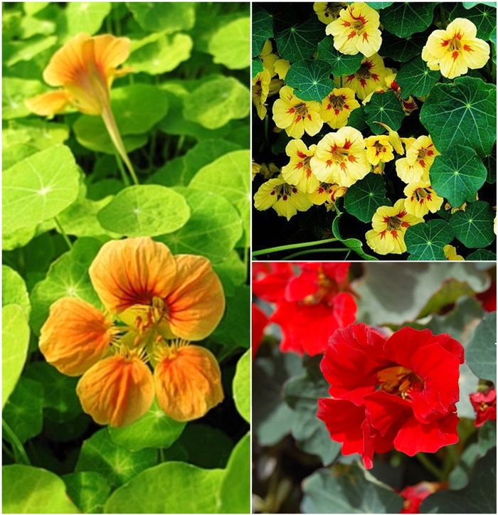 Assorted Nasturtium - Nasturtium from Tidal Roots Garden Center Assorted Nasturtium - Nasturtium from Tidal Roots Garden Center